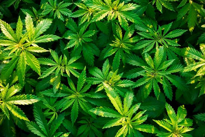 dronabinol cannabis sativa