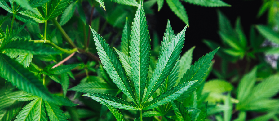 Datafolha maioria é a favor do uso medicinal da Cannabis