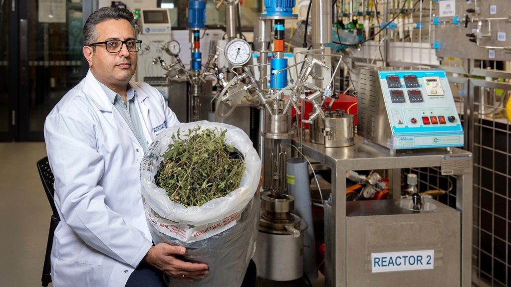 Professor Saeid Baroutian com resíduos da produção de medicamentos com Cannabis | Foto: Chris Loufte