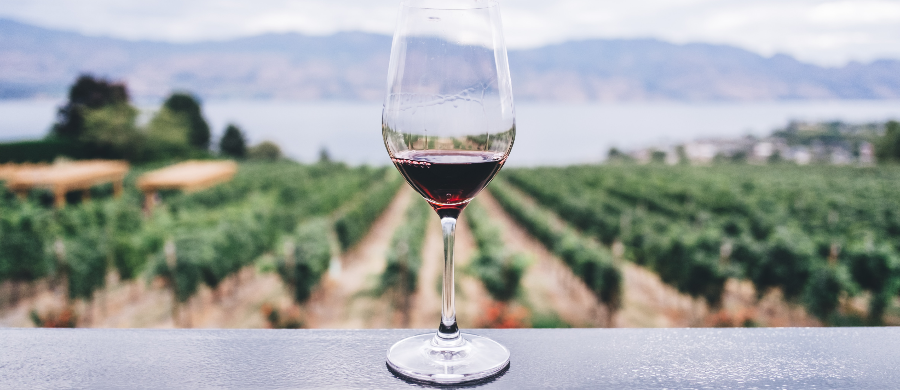Vinho e Cannabis: uma aliança surpreendente na viticultura