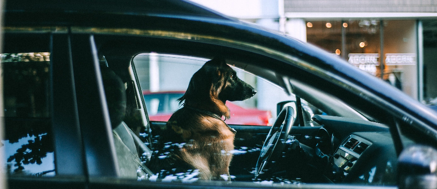 CBD pode ajudar seu cachorro a viajar de carro sem estresse