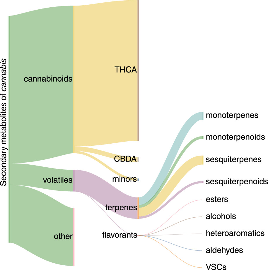 Diagrama mostra metabólitos secundários produzidos pela Cannabis, incluindo terpenos, canabinoides e VSCs