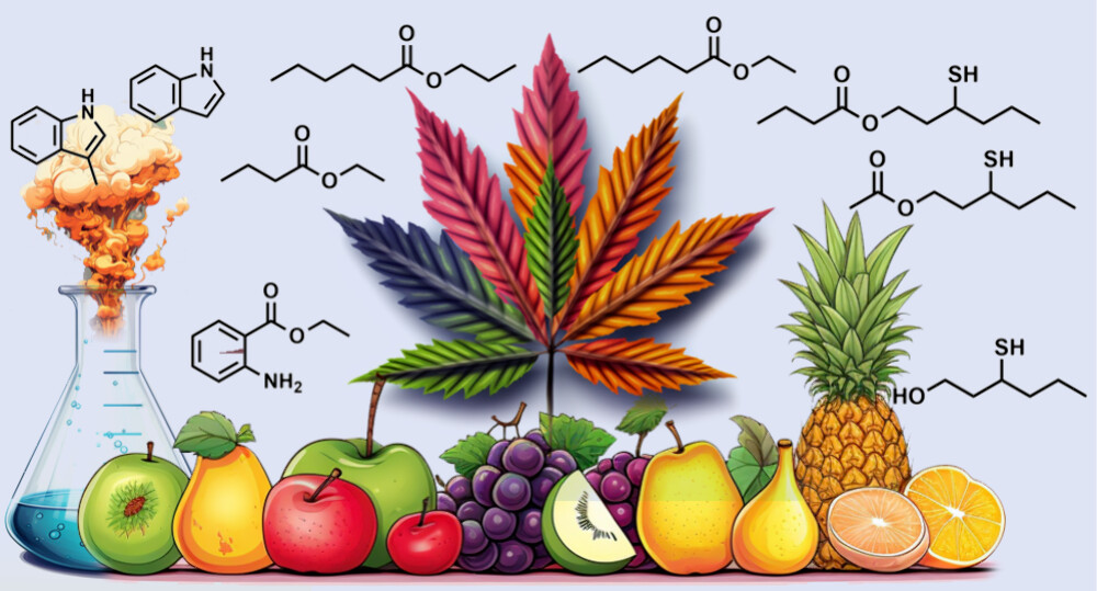 Desenho de folha de Cannabis ao lado de frutas e com estruturas químicas no fundo