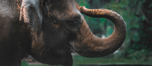 Cannabis não só para humanos: tratando uma elefante com CBD