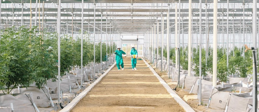 Práticas ESG no cultivo de Cannabis: um caso no Lesoto