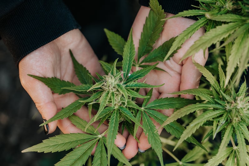 como cultivar cannabis folha