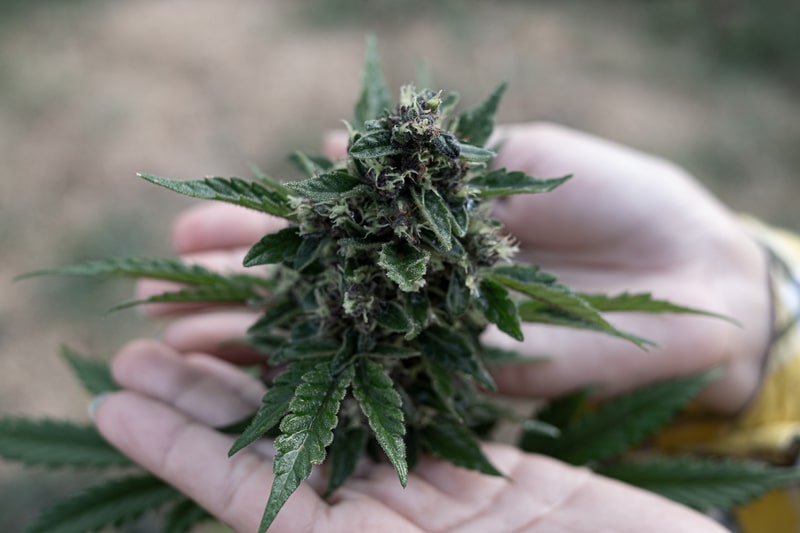como cultivar cannabis muda