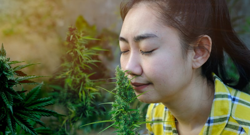como cultivar cannabis mulher