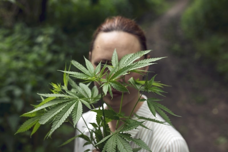 como cultivar cannabis planta