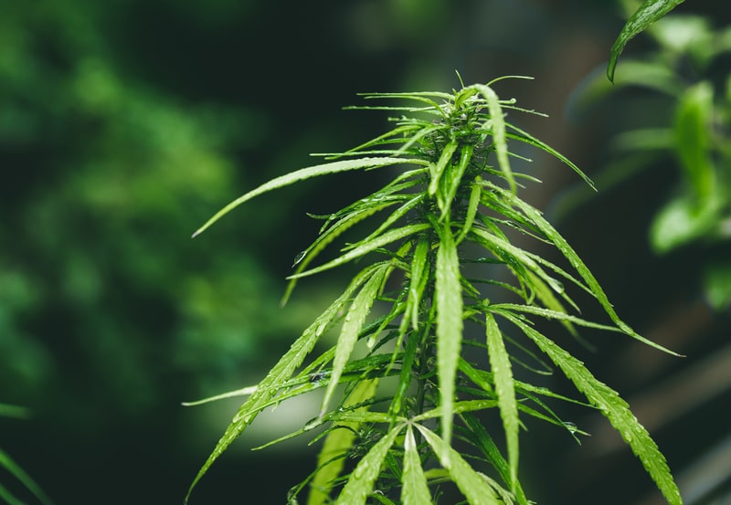 sistema endocanabinoide cannabis planta