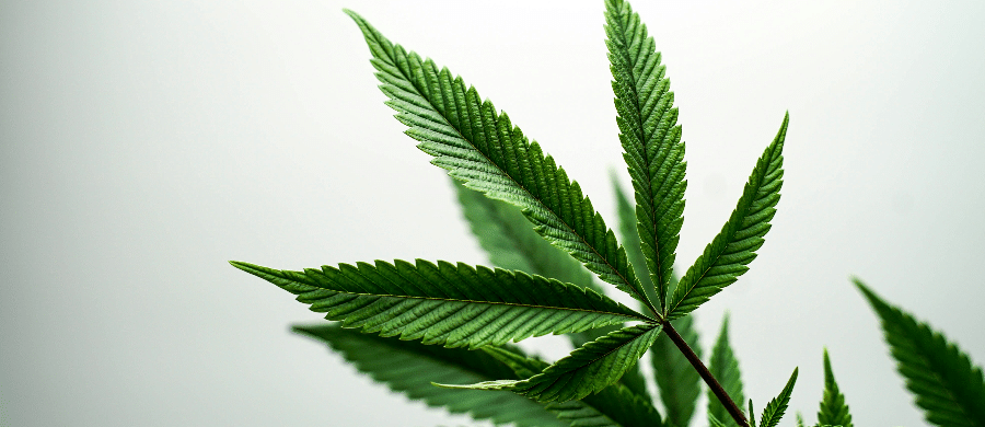 Existe relação entre Cannabis e psicose? Um estudo em Quebec