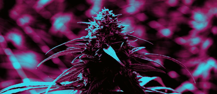 Nova técnica pode transformar controle de qualidade de Cannabis