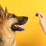 Canabidiol-para-caes-beneficios