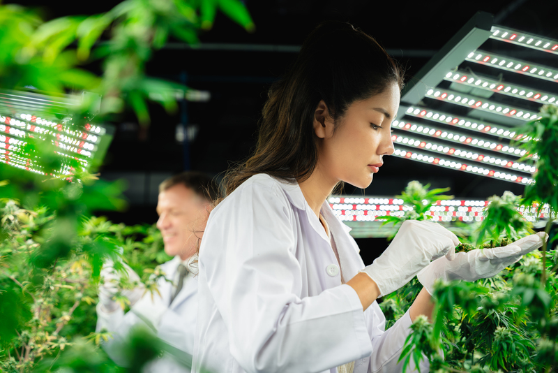 Uso do canabidiol vale a pena