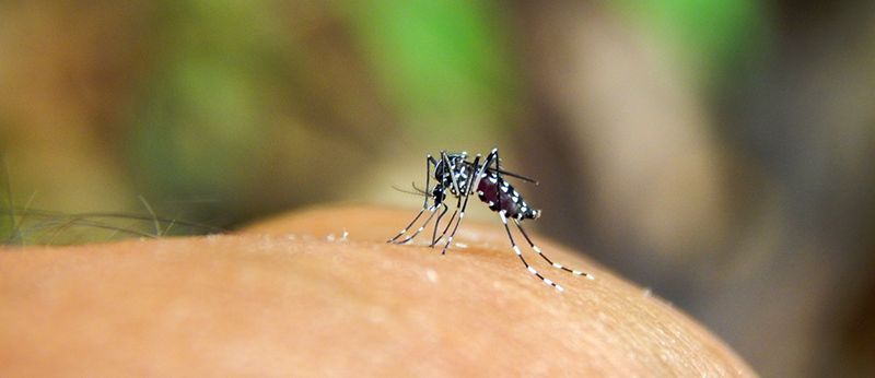 A Dengue no Brasil – Posso tomar CBD se estou com dengue?