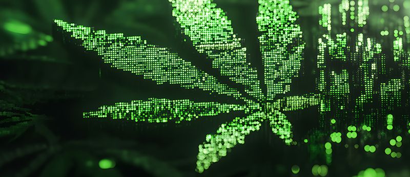 Inteligência artificial e Cannabis
