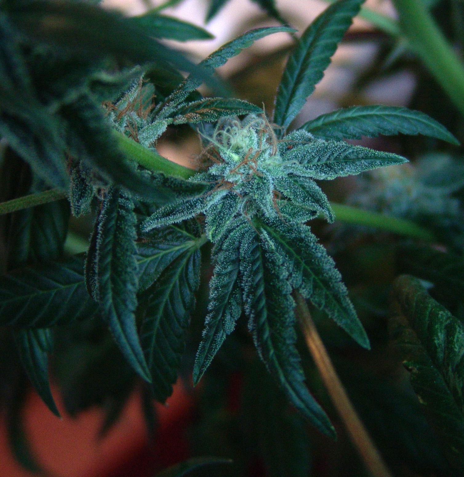 Anvisa dois medicamentos Cannabis numero chega a 18