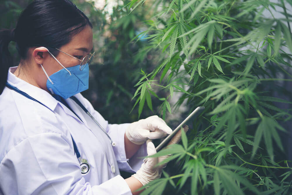 CBD resultados tipos de oleo canabidiol