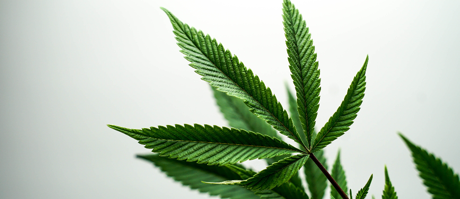 CBDV: nova esperança no tratamento da síndrome do X frágil