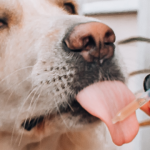 CRMV-RJ vai realizar evento sobre Cannabis na veterinária