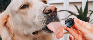 CRMV-RJ vai realizar evento sobre Cannabis na veterinária