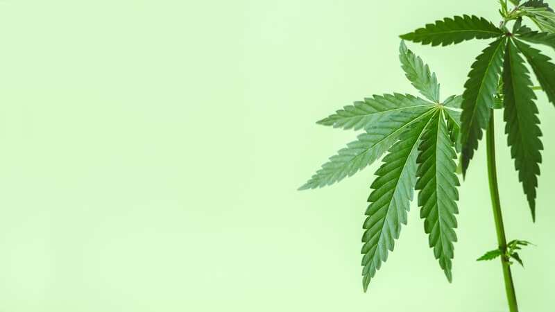 como tratar a ansiedade cbd