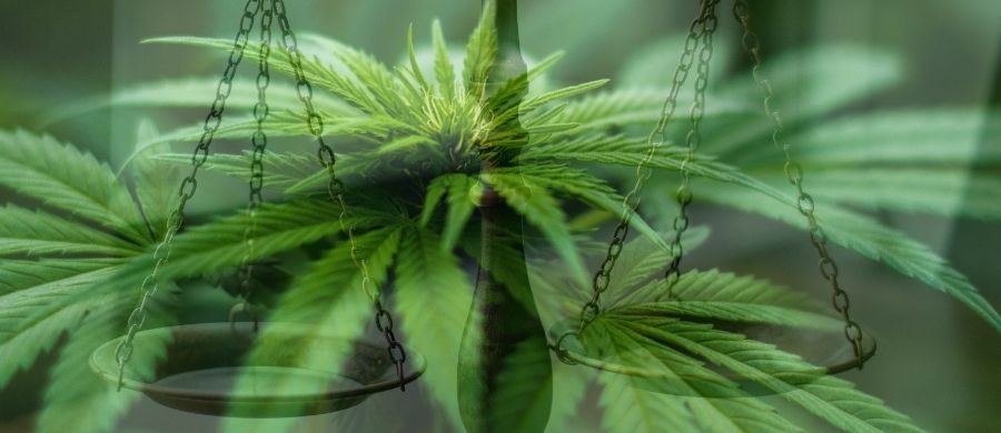 projeto-Alepe-permite-cultivo-medicinal