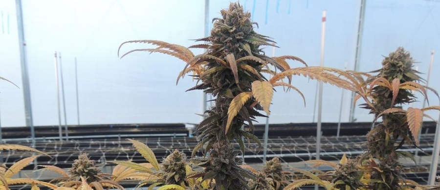 Centro de bem-estar canabico