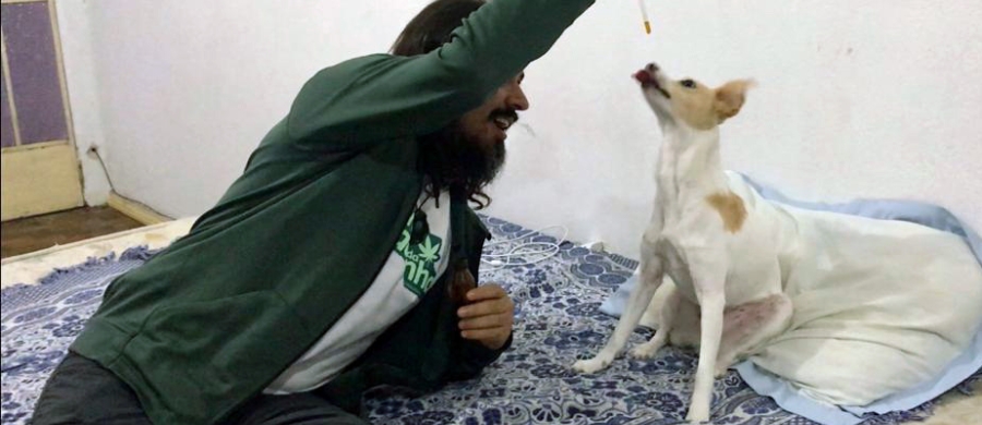 Cannabis nas Universidades