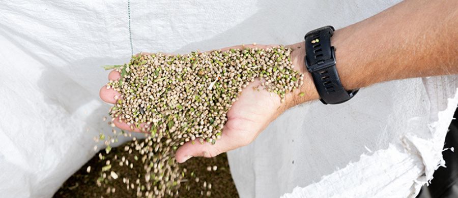 marcela-hemp-food-experience