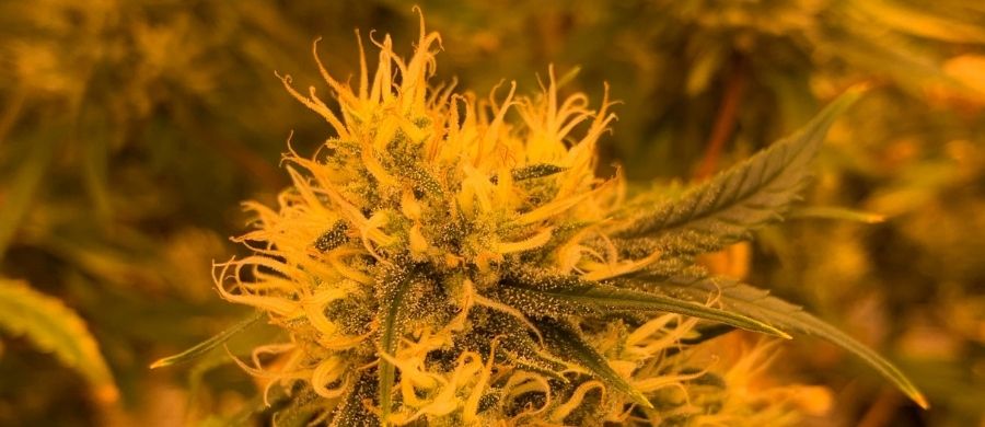 cannabis-farmacia-manipulacao