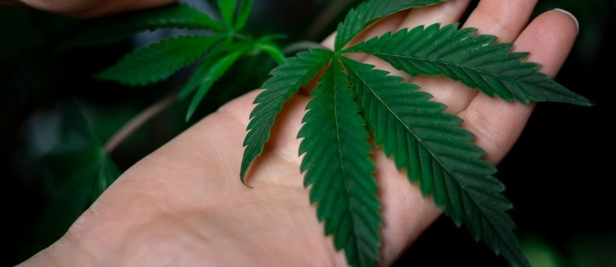 cannabis-vicia-menos-que-benzodiazepínicos