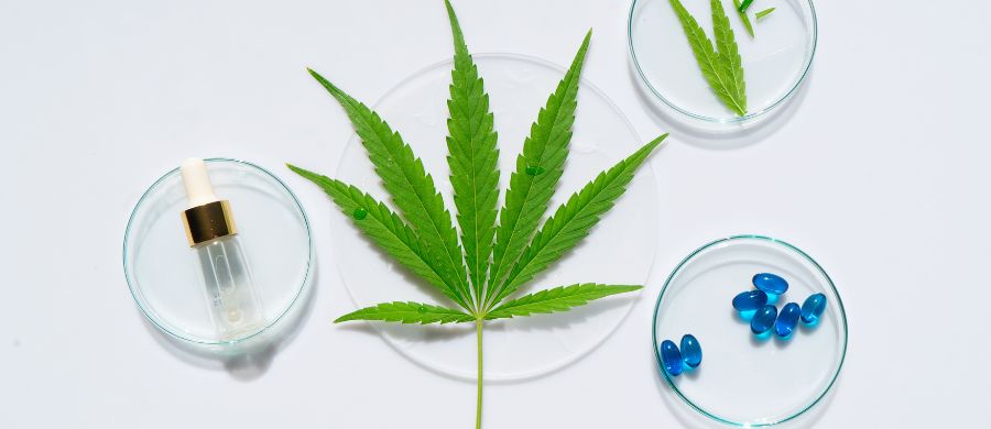 Estudo analisou propriedade antiviral do CBD