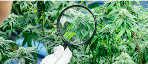 Estudo mostra redução na dor em pacientes que usaram Cannabis