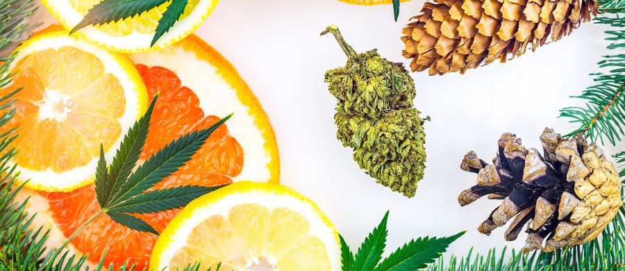 terpenos seriam tão eficazes quanto morfina para a dor