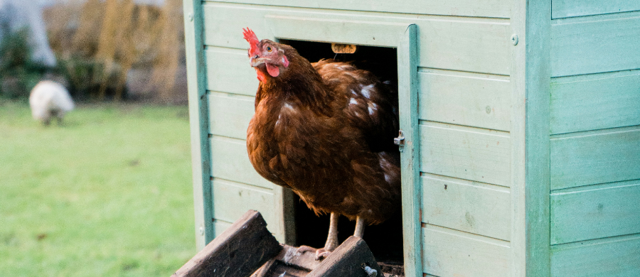 FDA aprovou semente de cânhamo na alimentação de galinhas poedeiras