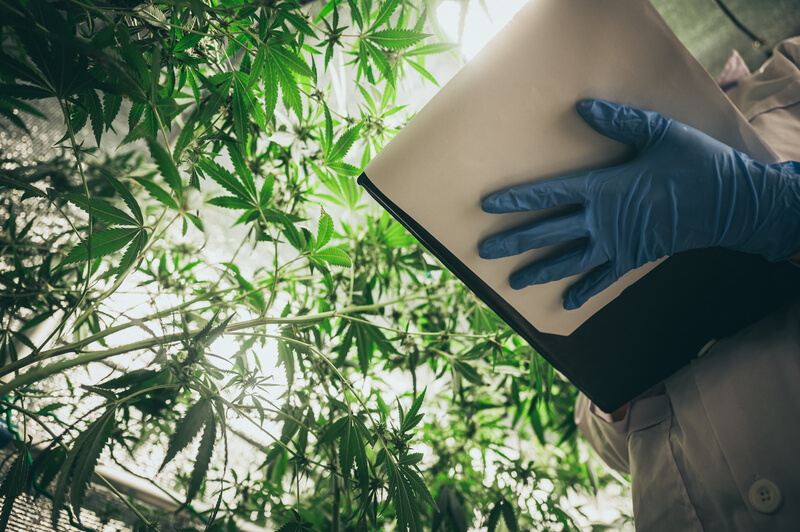 fibra de canhamo industrial