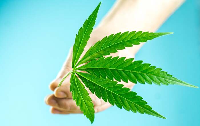 formula da maconha cannabis