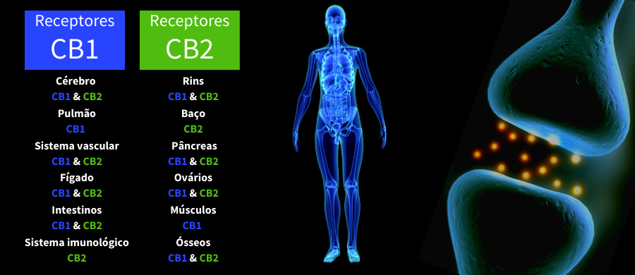 Sistema Endocanabinoide