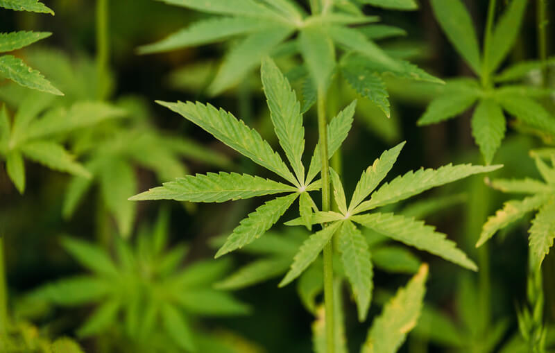 labirintite cannabis