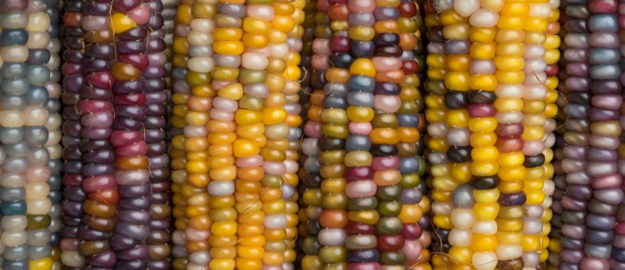 Proteína do milho pode aumentar biodisponibilidade de CBD