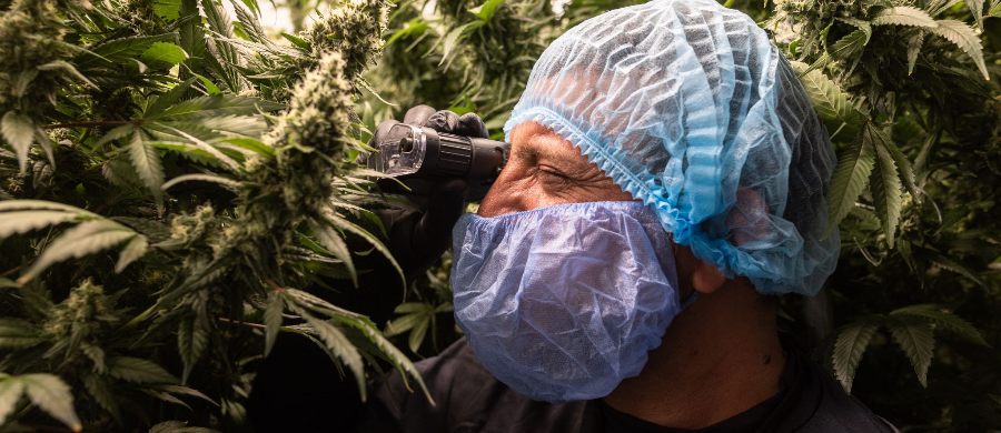 Reino Unido aprova estudo inédito de Cannabis para dor crônica