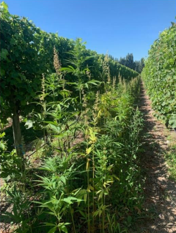 Cânhamo também evitou a compactação do solo dos vinhedos