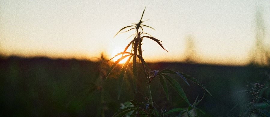 USDA aprovou cânhamo geneticamente modificado livre de THC e CBD