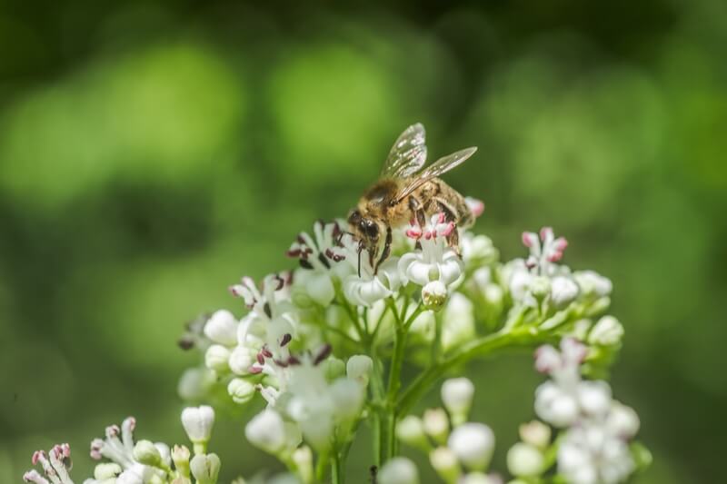 ansiolitico natural flor valeriana