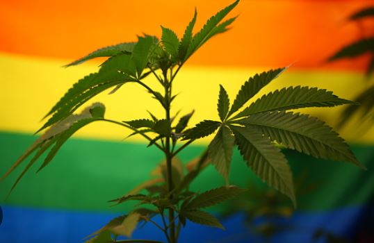 Deputadas Trans defendem a Cannabis no Congresso