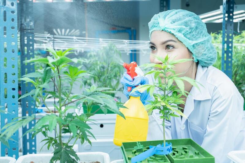 canabicromeno plantacao