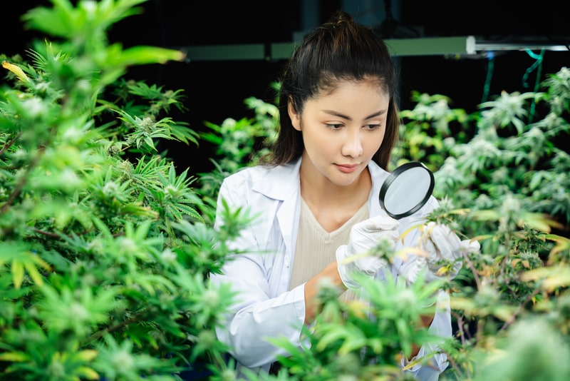 canabidiol tdah cannabis pesquisa