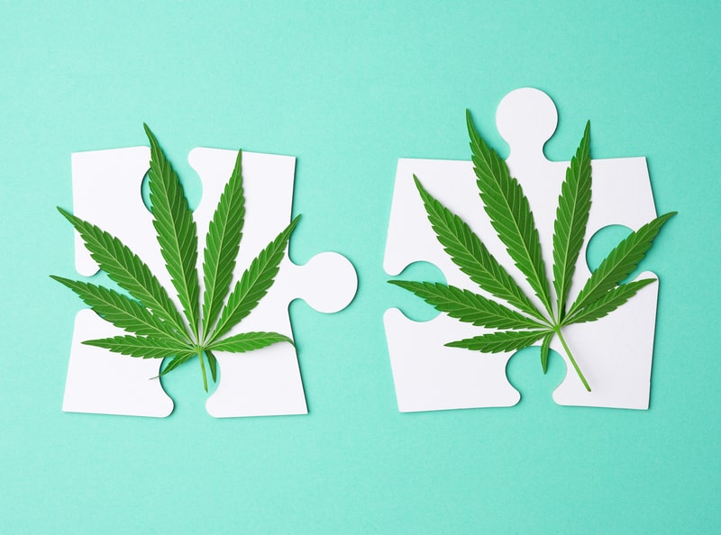 canabinoides quebra cabeca