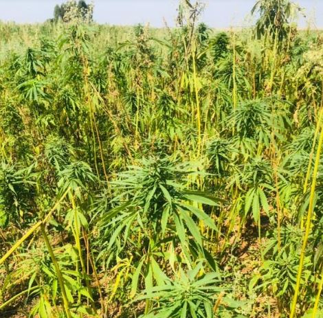 plantação de cânhamo